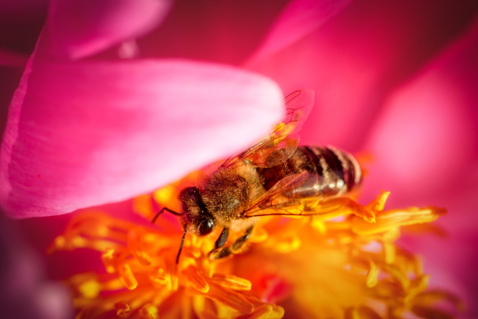 Panasonic Lumix DMC-GX8 sample photo. Peony, pink, petal photography