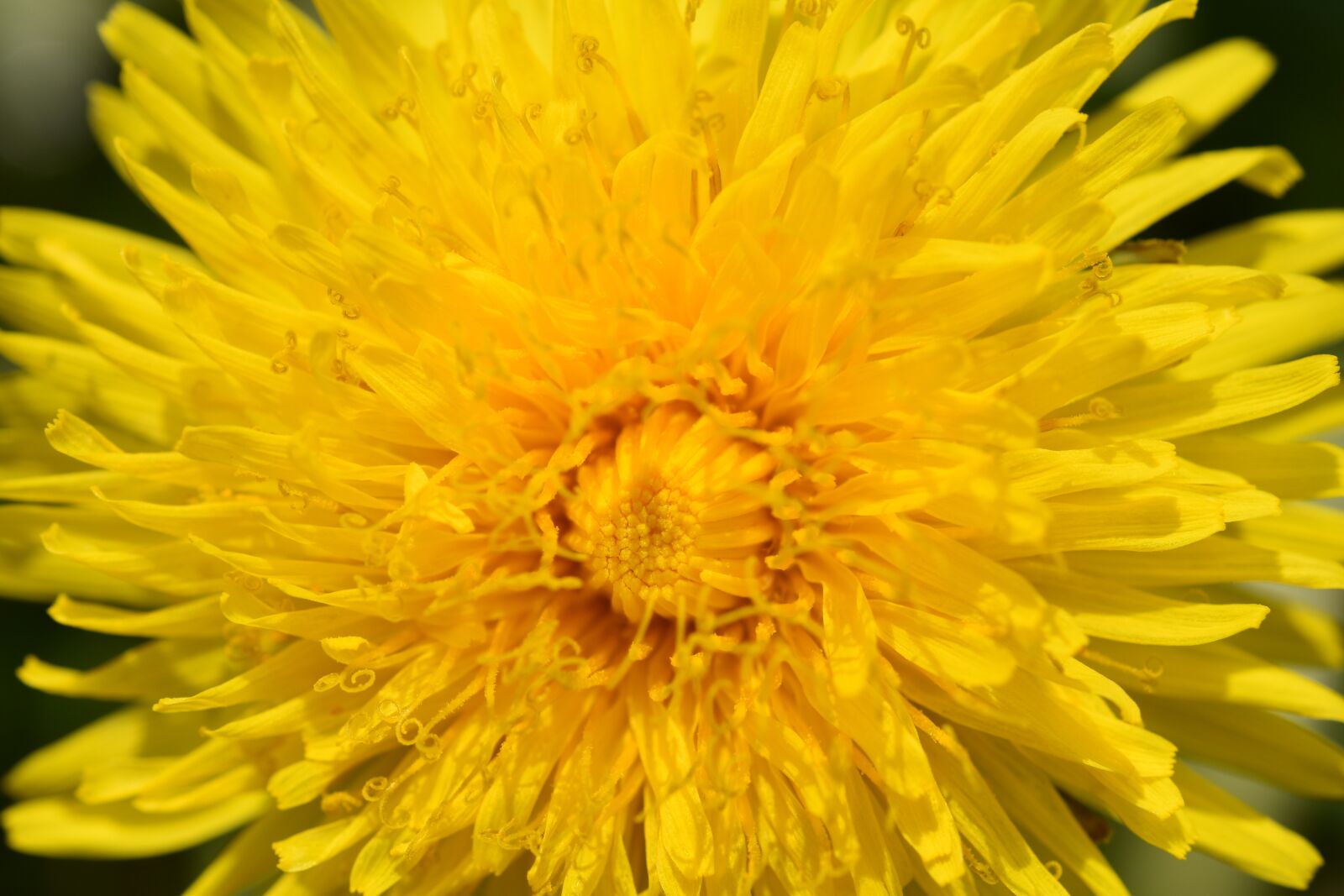 Nikon D5600 sample photo. Flower, dandelion flower yellow photography