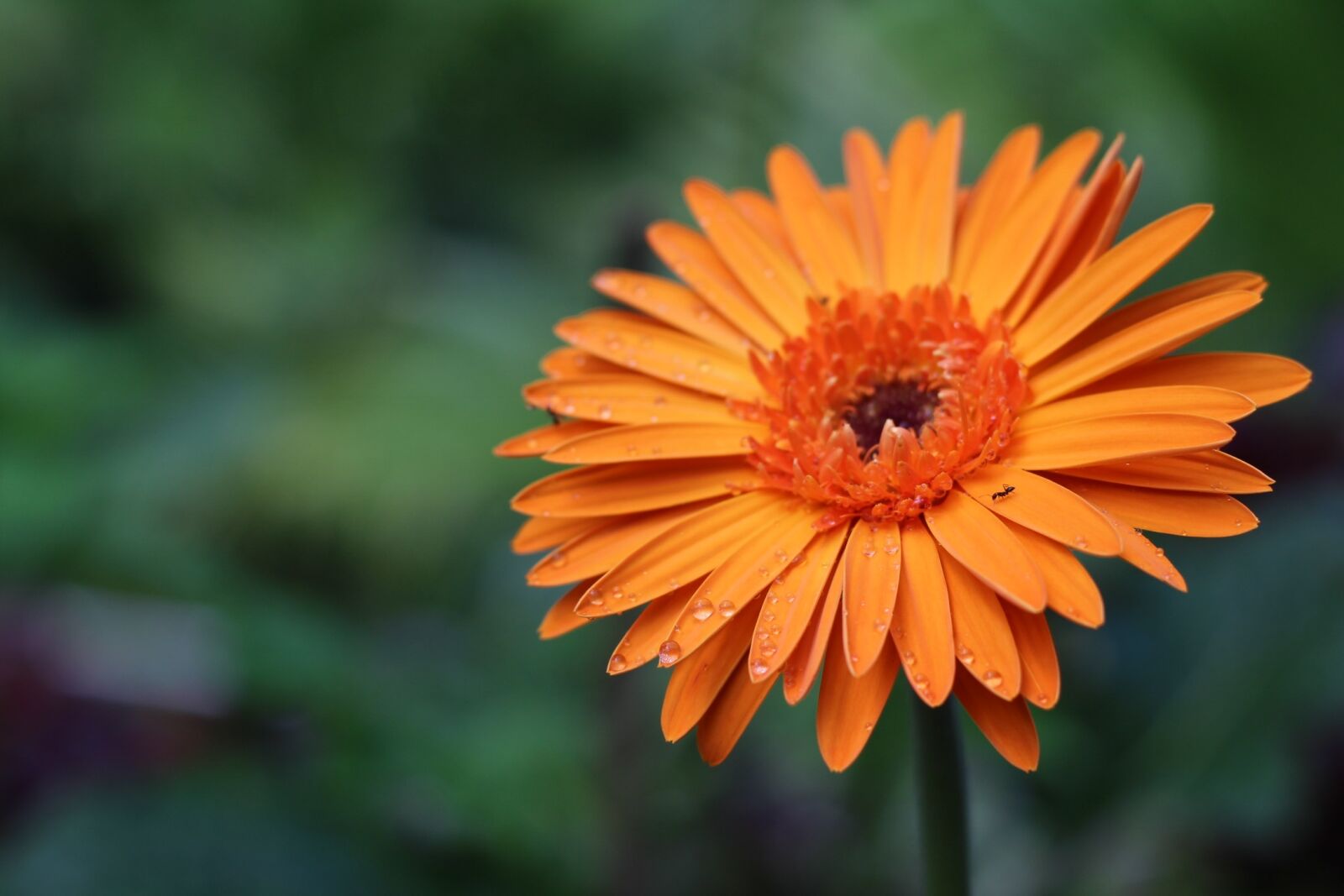 Canon EOS 700D (EOS Rebel T5i / EOS Kiss X7i) + Canon EF 50mm F1.8 STM sample photo. Flower, doi pui, chiang photography