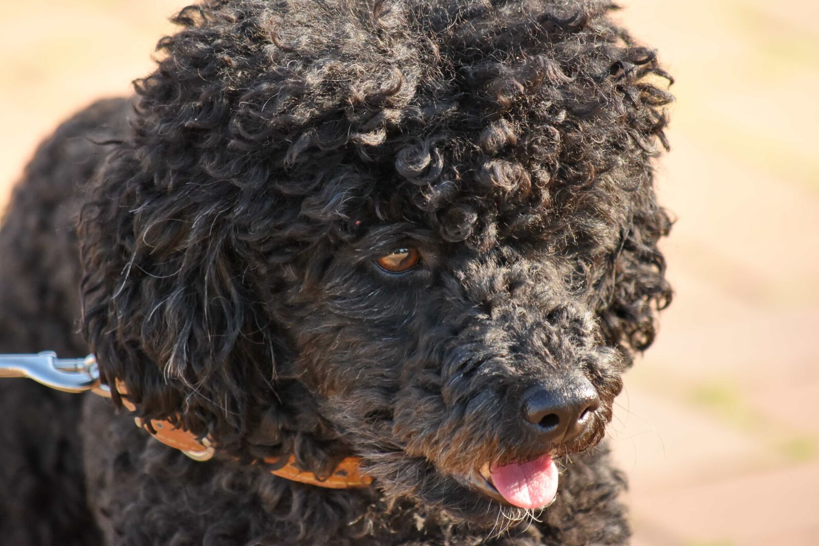 Nikon D5500 sample photo. Dog, happy, head, portrait photography