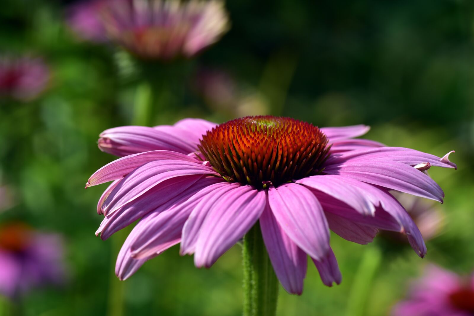 Nikon D750 sample photo. Coneflower, flower, blossom photography