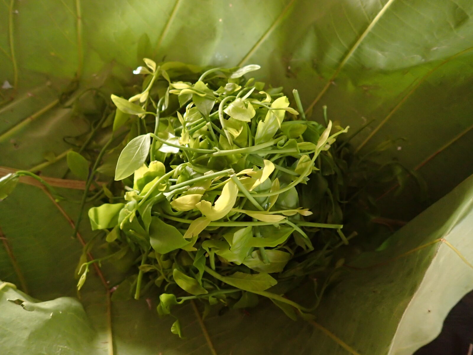 Olympus TG-4 sample photo. Vegetables photography