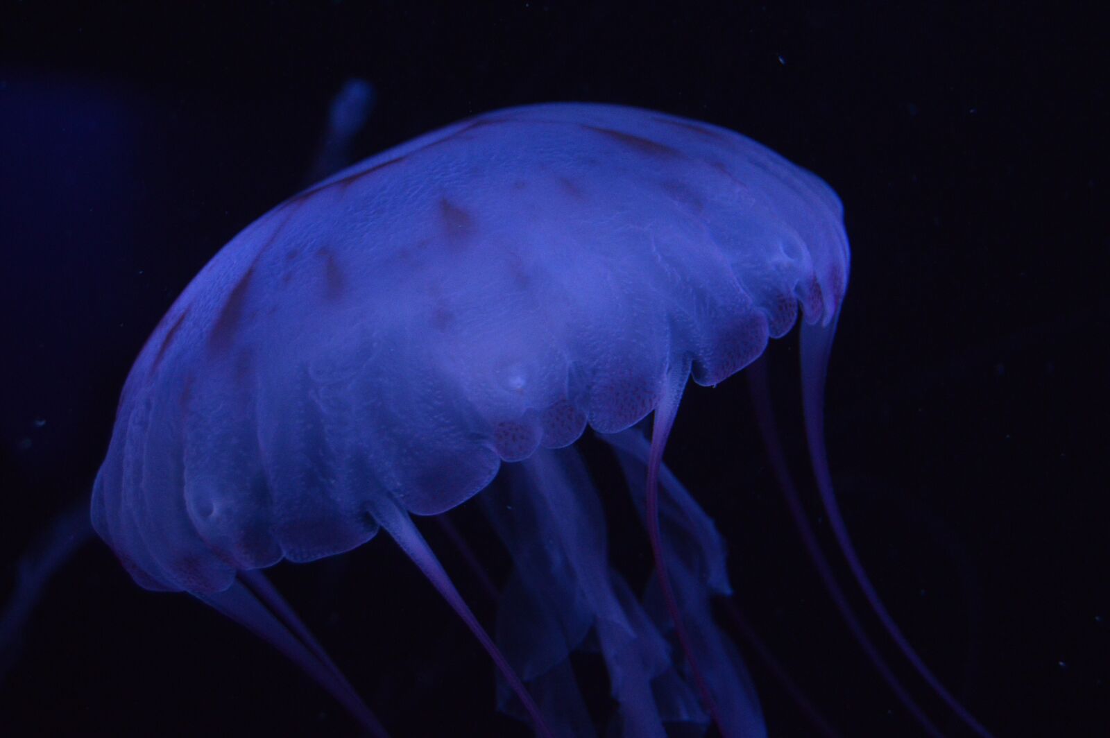 Nikon D3200 sample photo. Jelly fish, aquarium, blue photography