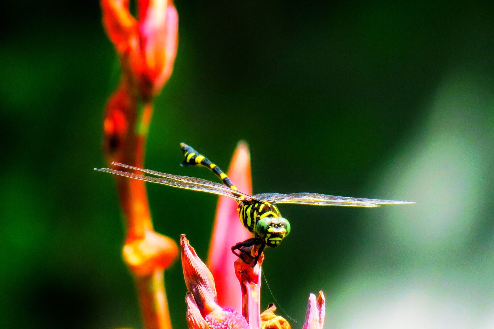 Canon PowerShot G3 X sample photo. Dragonfly, quentin chong, natural photography