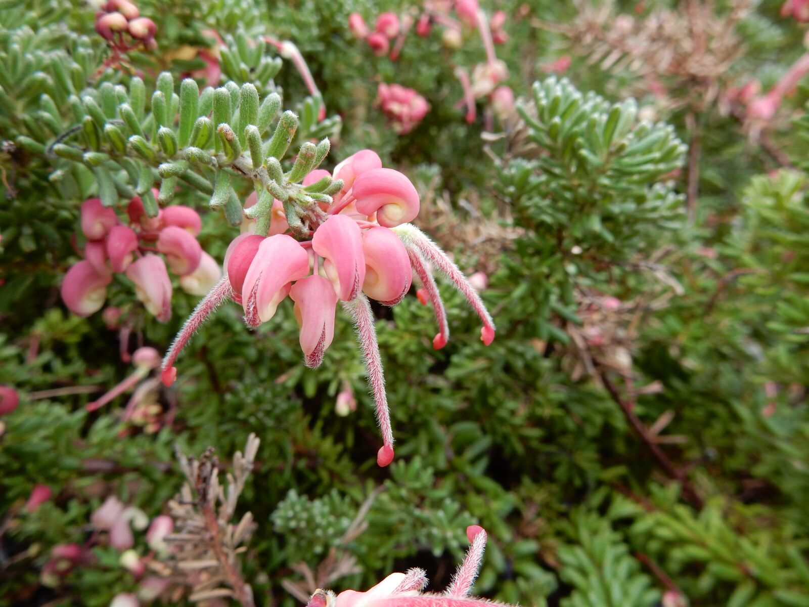 Nikon Coolpix S9900 sample photo. Plant, native, australian photography