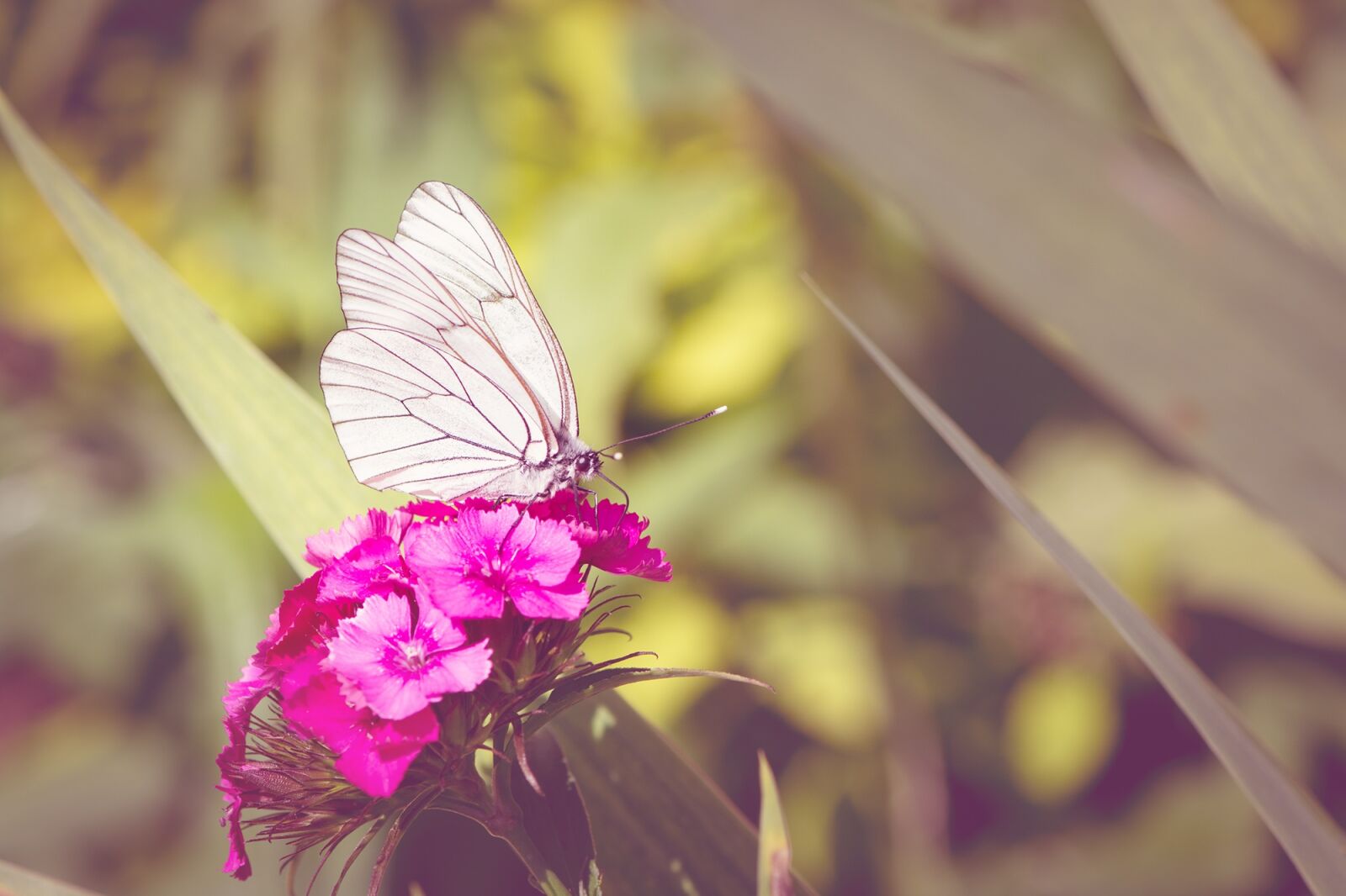 Nikon D7100 sample photo. Tree-white ling, butterfly, white photography
