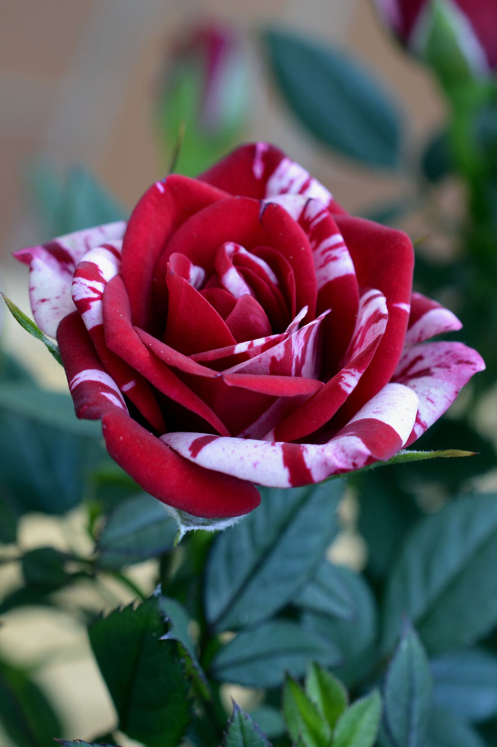 Nikon D7100 sample photo. Rose, red, flower photography