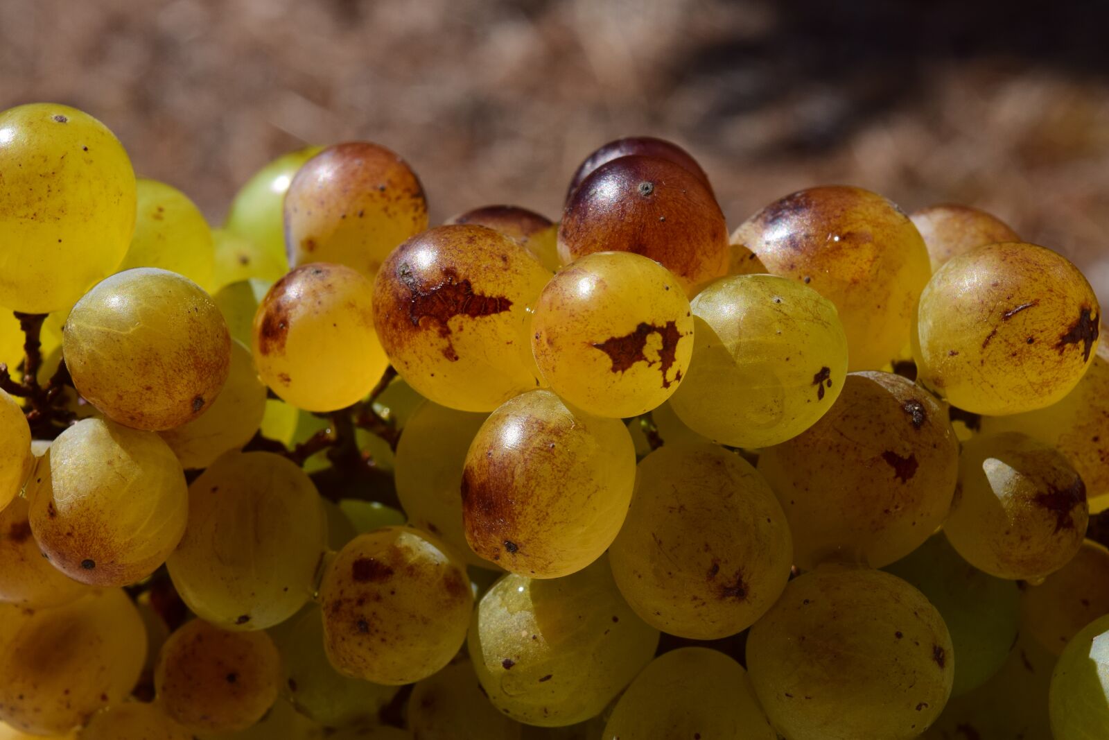 Nikon D3300 sample photo. Grapes, ripe, ripe grapes photography