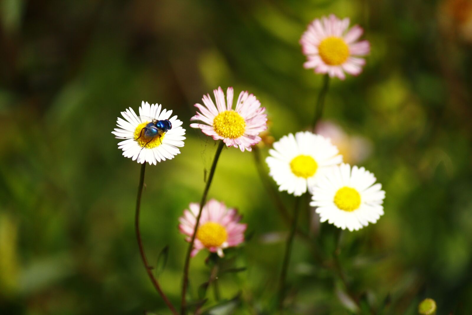 Canon EOS 550D (EOS Rebel T2i / EOS Kiss X4) sample photo. Flowers, insect, nector photography