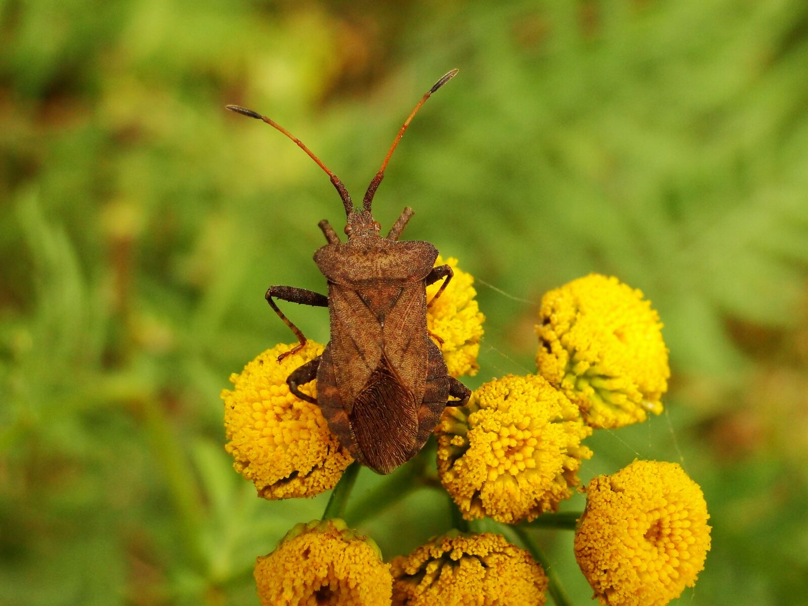 Sony Cyber-shot DSC-HX1 sample photo. Nature, insect, plant photography