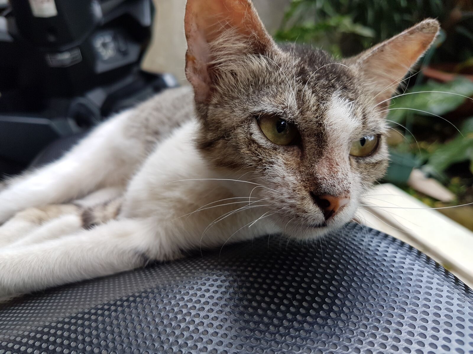 Samsung Galaxy S7 sample photo. Cat, close up, pet photography