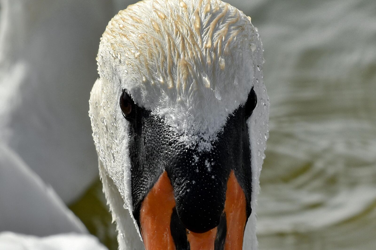 Nikon D5500 sample photo. Beak, eye, head, skin photography