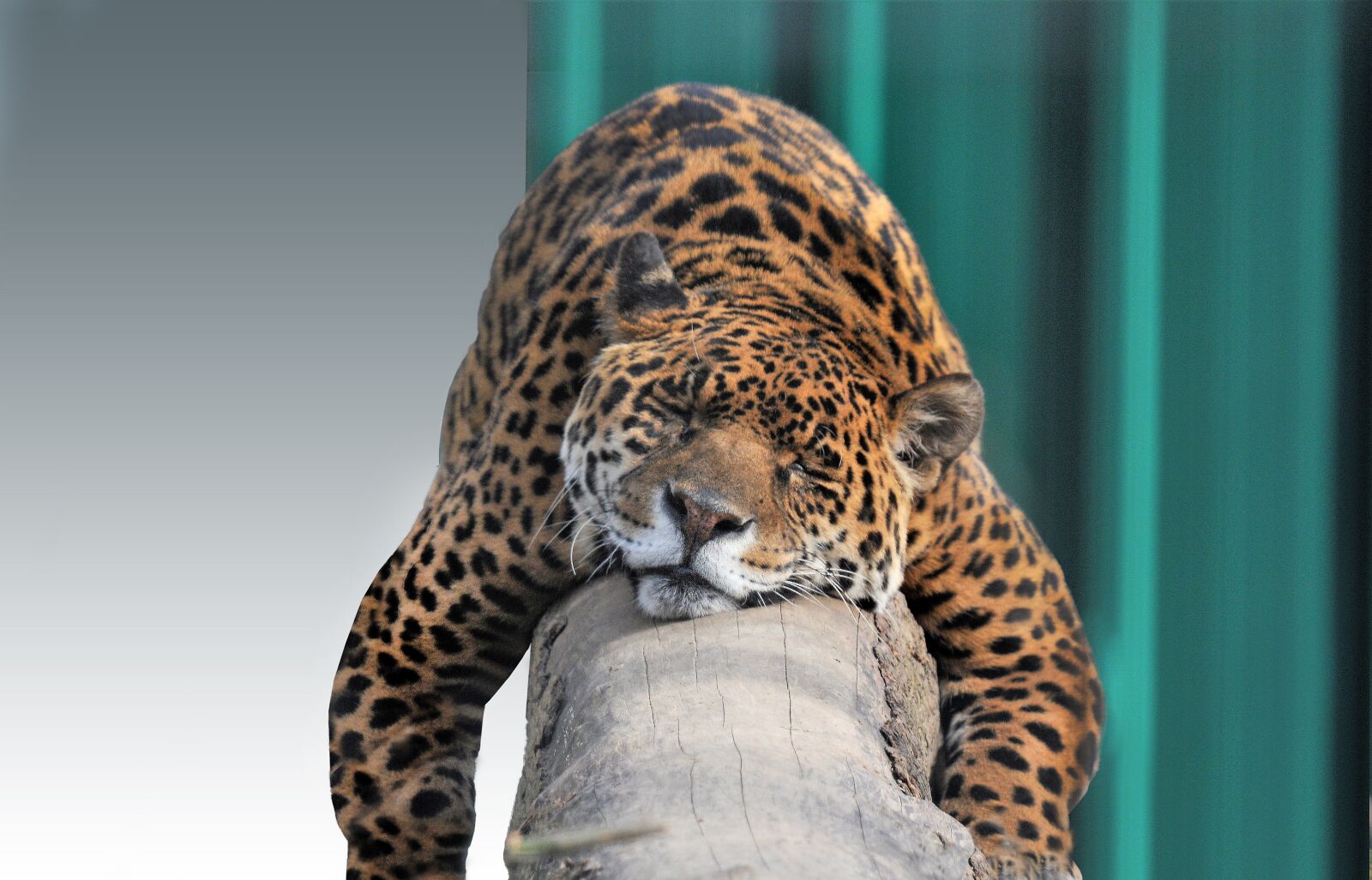 Nikon D300 sample photo. Jaguar, feline, animal photography