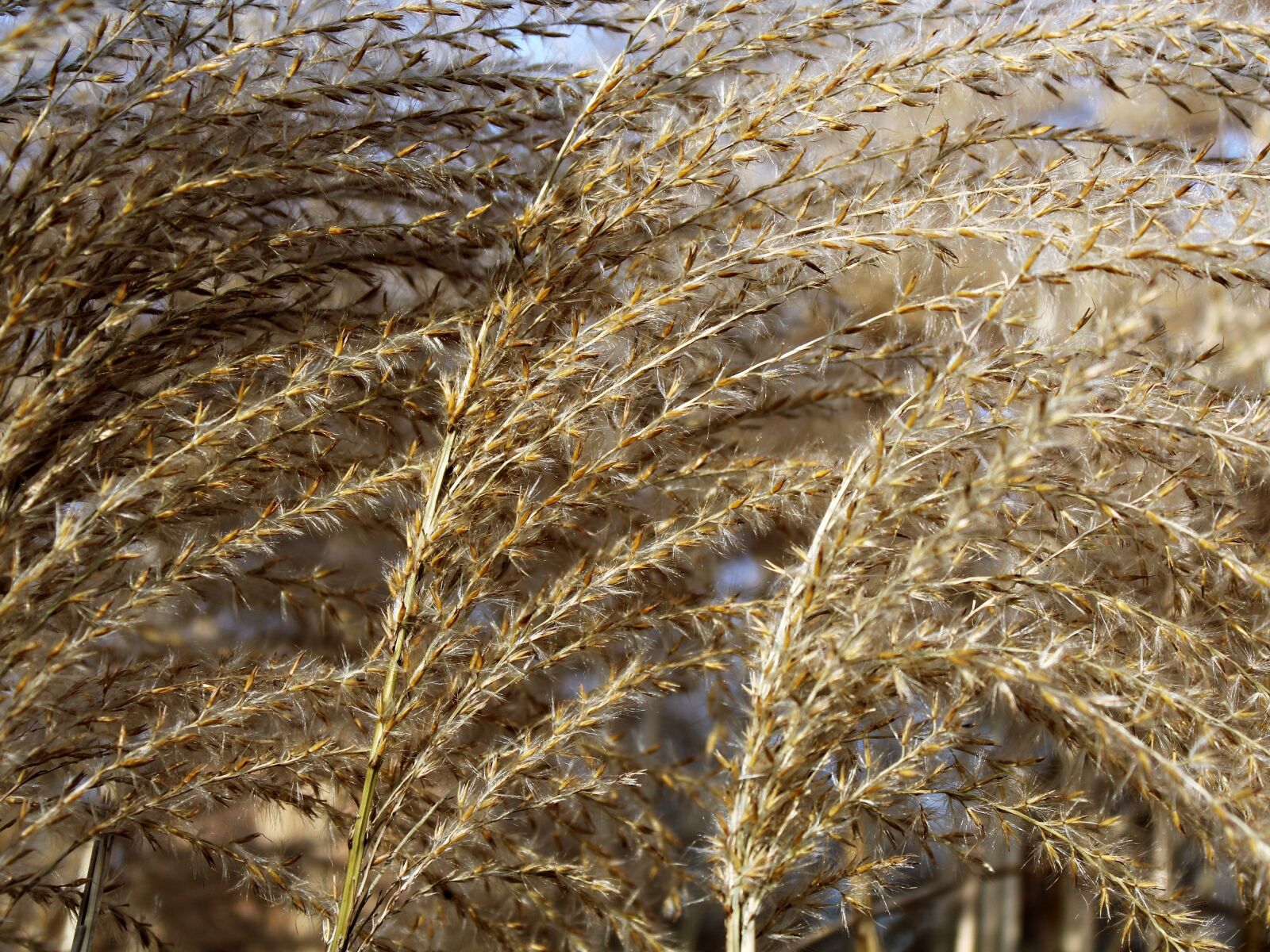 Canon EOS 1200D (EOS Rebel T5 / EOS Kiss X70 / EOS Hi) sample photo. Reed, plant, nature photography