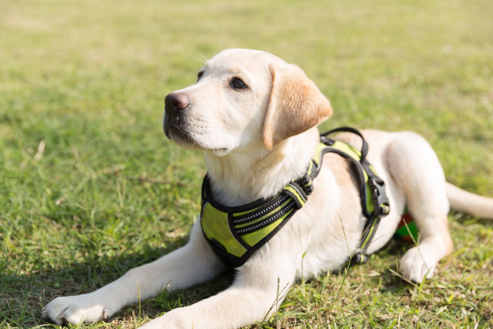 Canon EF 24-70mm F2.8L II USM sample photo. Puppy, dog, labrador photography