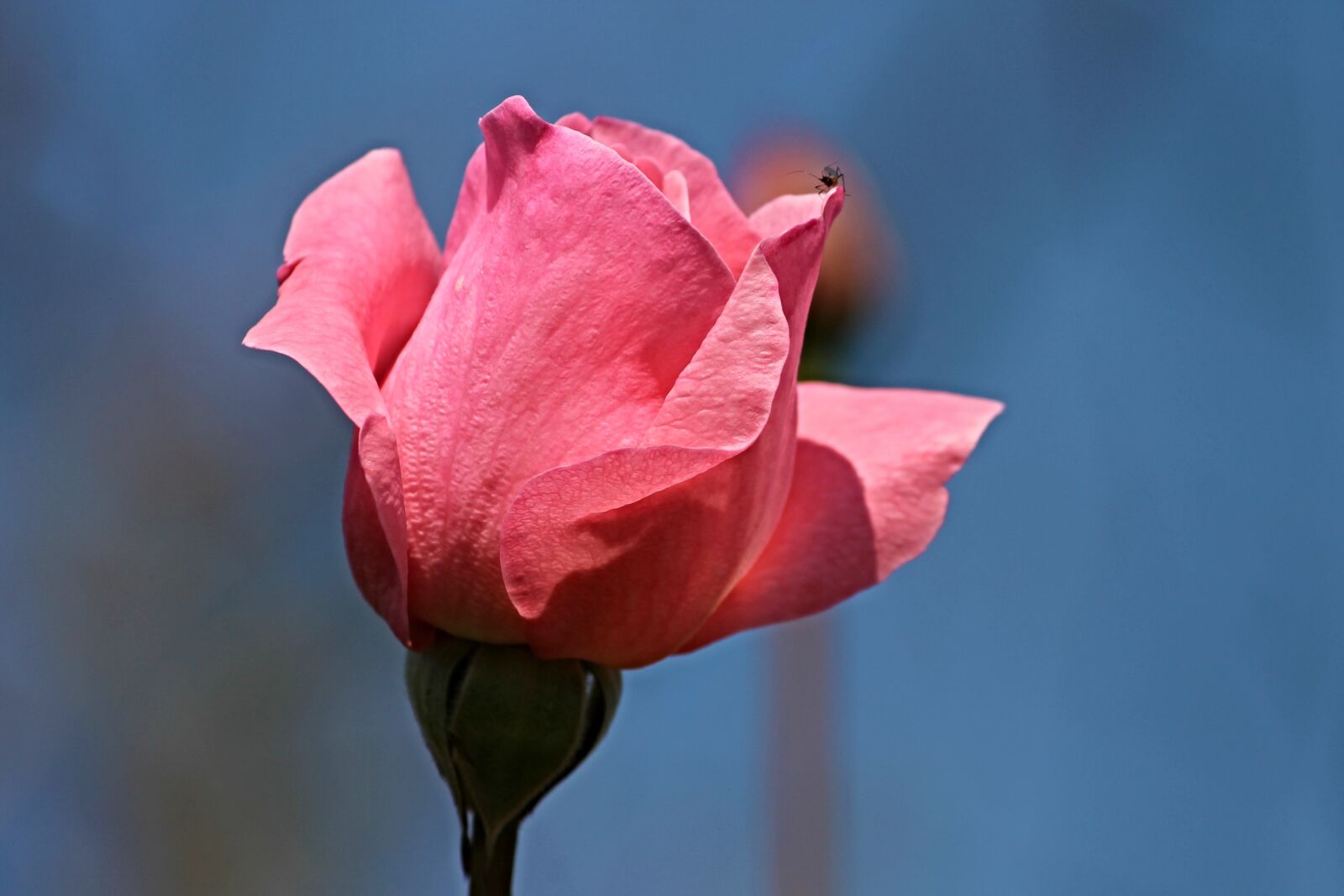 Canon EOS 1100D (EOS Rebel T3 / EOS Kiss X50) sample photo. Rose, rose bloom, pink photography