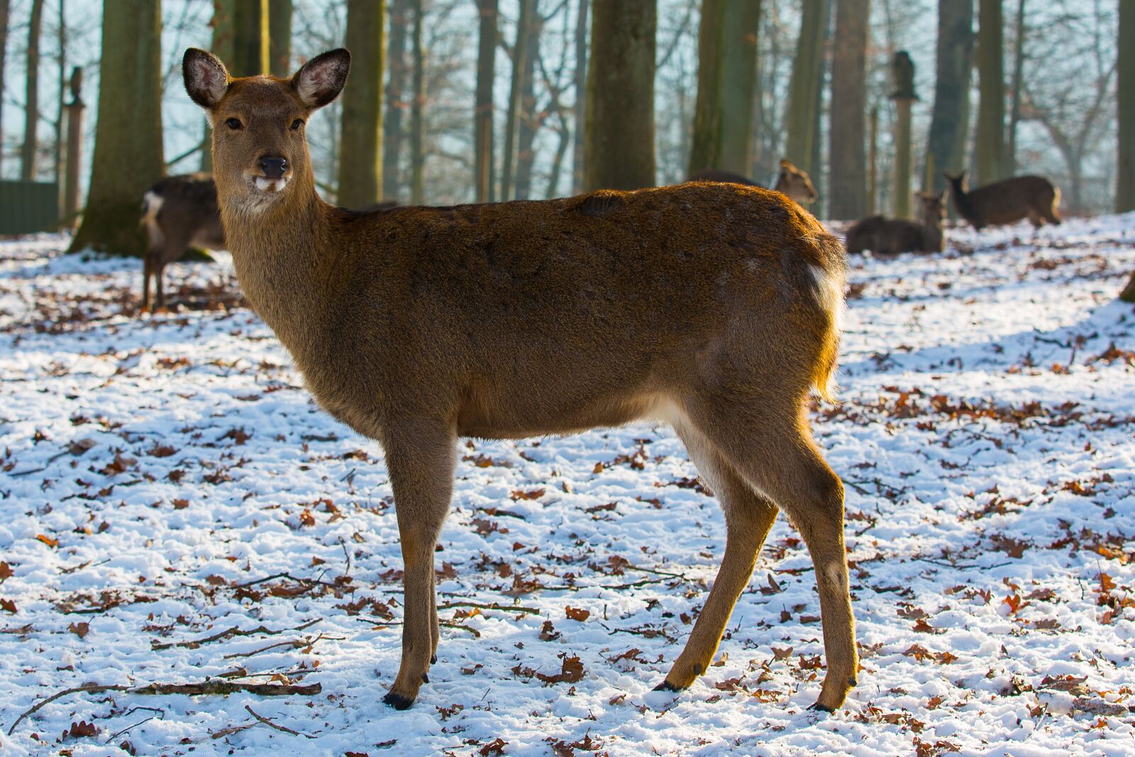 Canon EOS 5D Mark III sample photo. Dybowskiwild, wild, roe deer photography