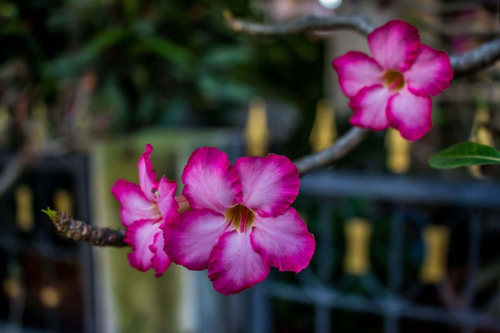 Canon EOS 700D (EOS Rebel T5i / EOS Kiss X7i) sample photo. Flowers, nature, flower photography