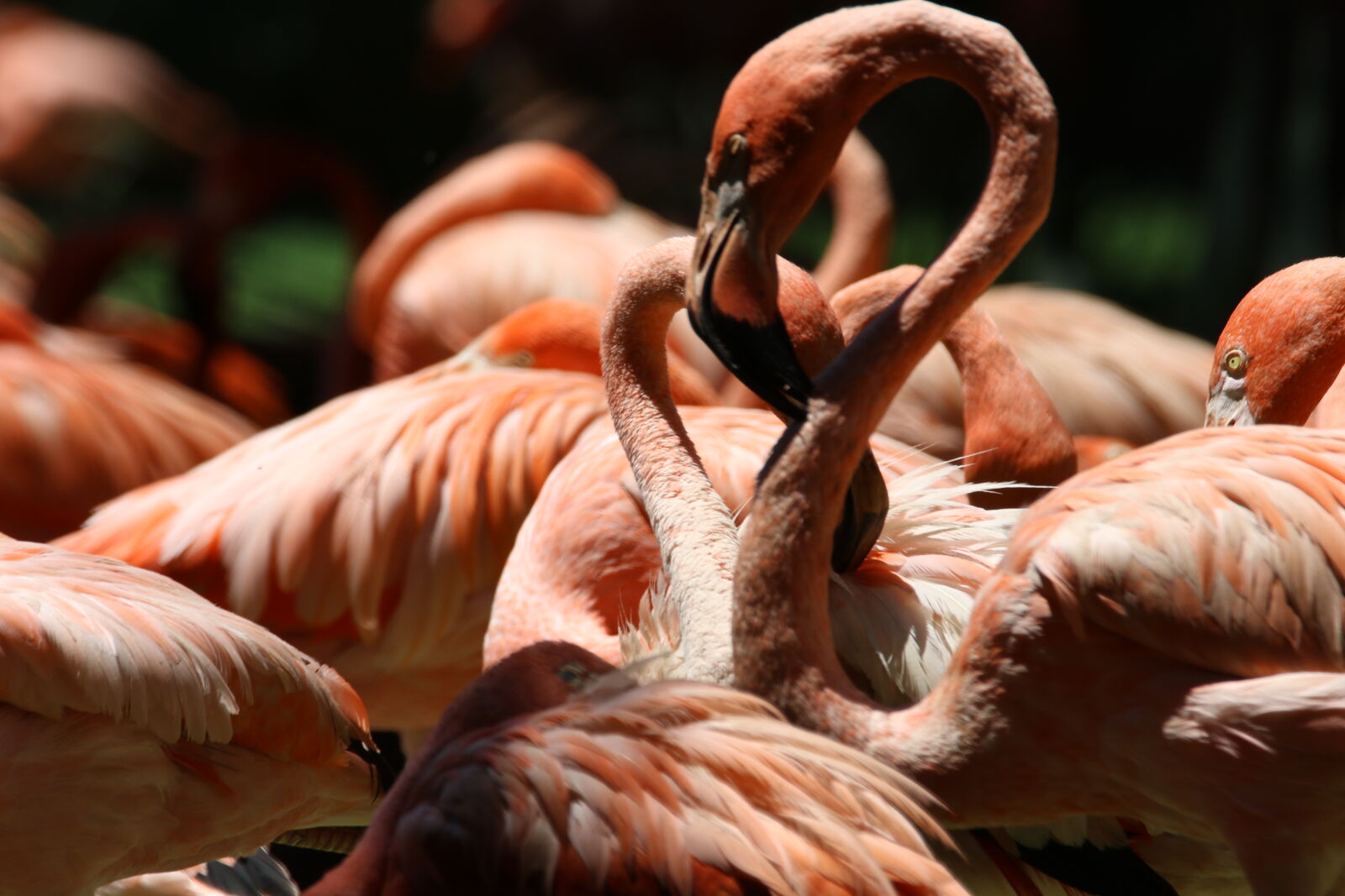 Canon EOS 7D Mark II sample photo. Beak, feathers, flamingos, fluffy photography