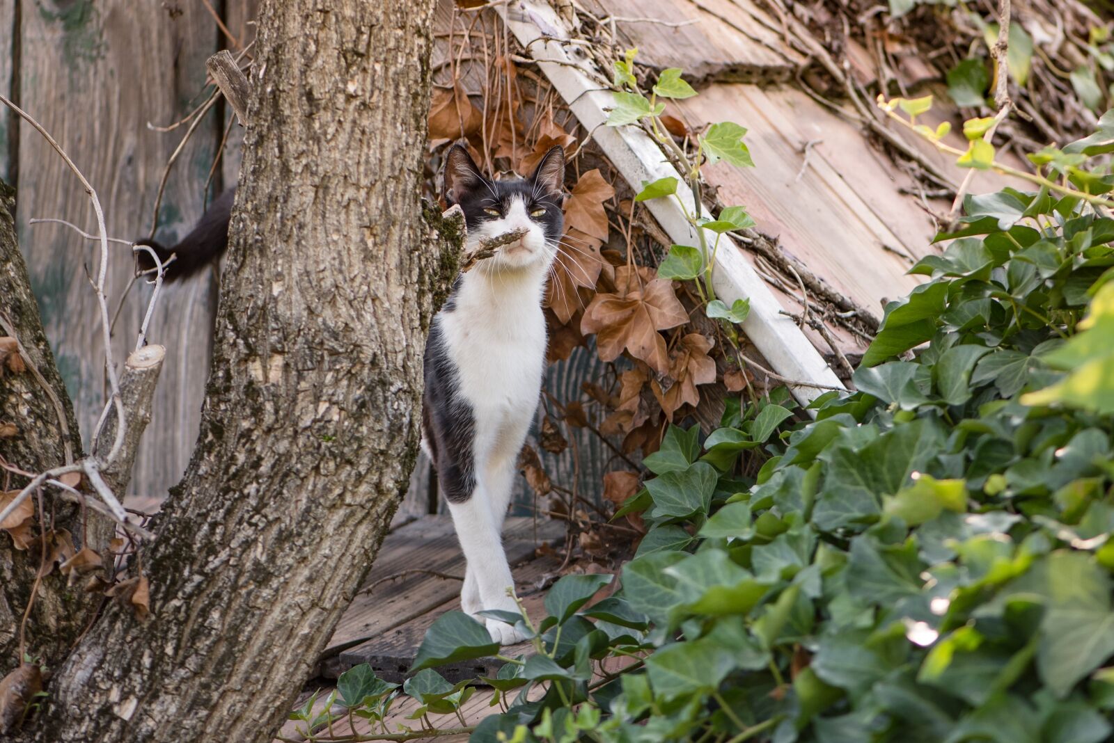 Nikon D750 sample photo. Cat, kitten, black photography
