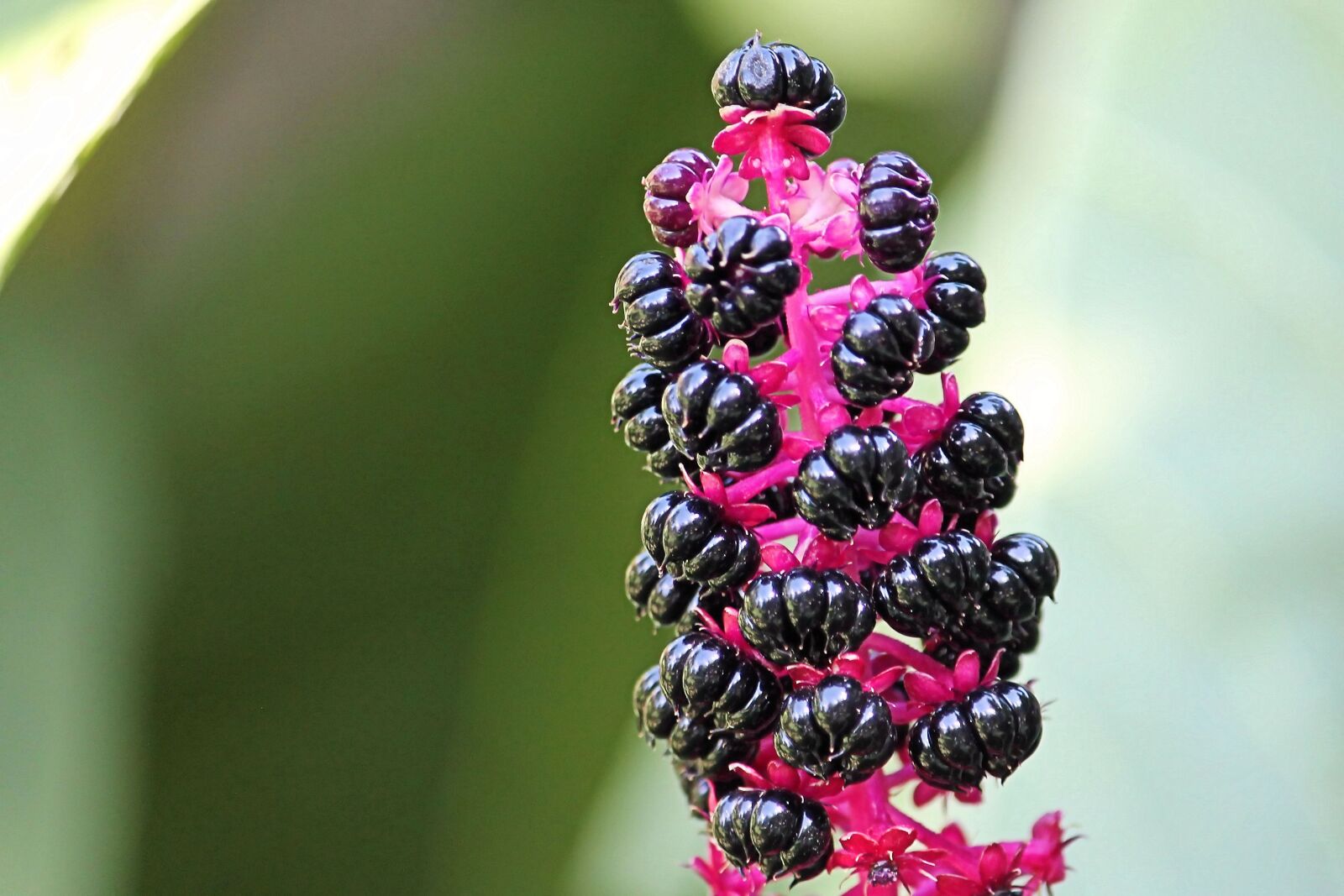 Canon EF-S 55-250mm F4-5.6 IS II sample photo. Berries, black berries, black photography