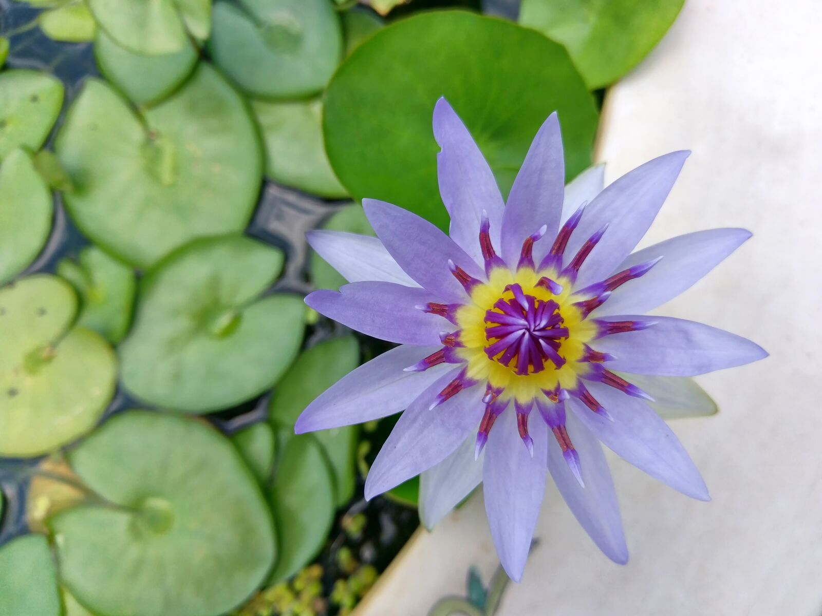 HTC M10H sample photo. Lotus, pond, purple photography