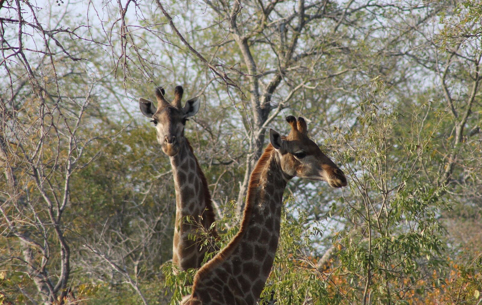 Canon EOS 1100D (EOS Rebel T3 / EOS Kiss X50) + Canon EF 75-300mm f/4-5.6 sample photo. Giraffe, africa, safari photography