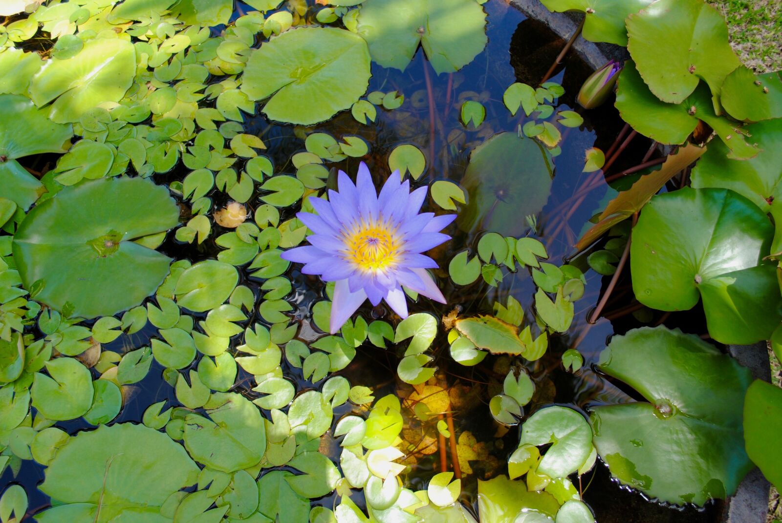 Nikon D3000 sample photo. Water lily, lily pond photography