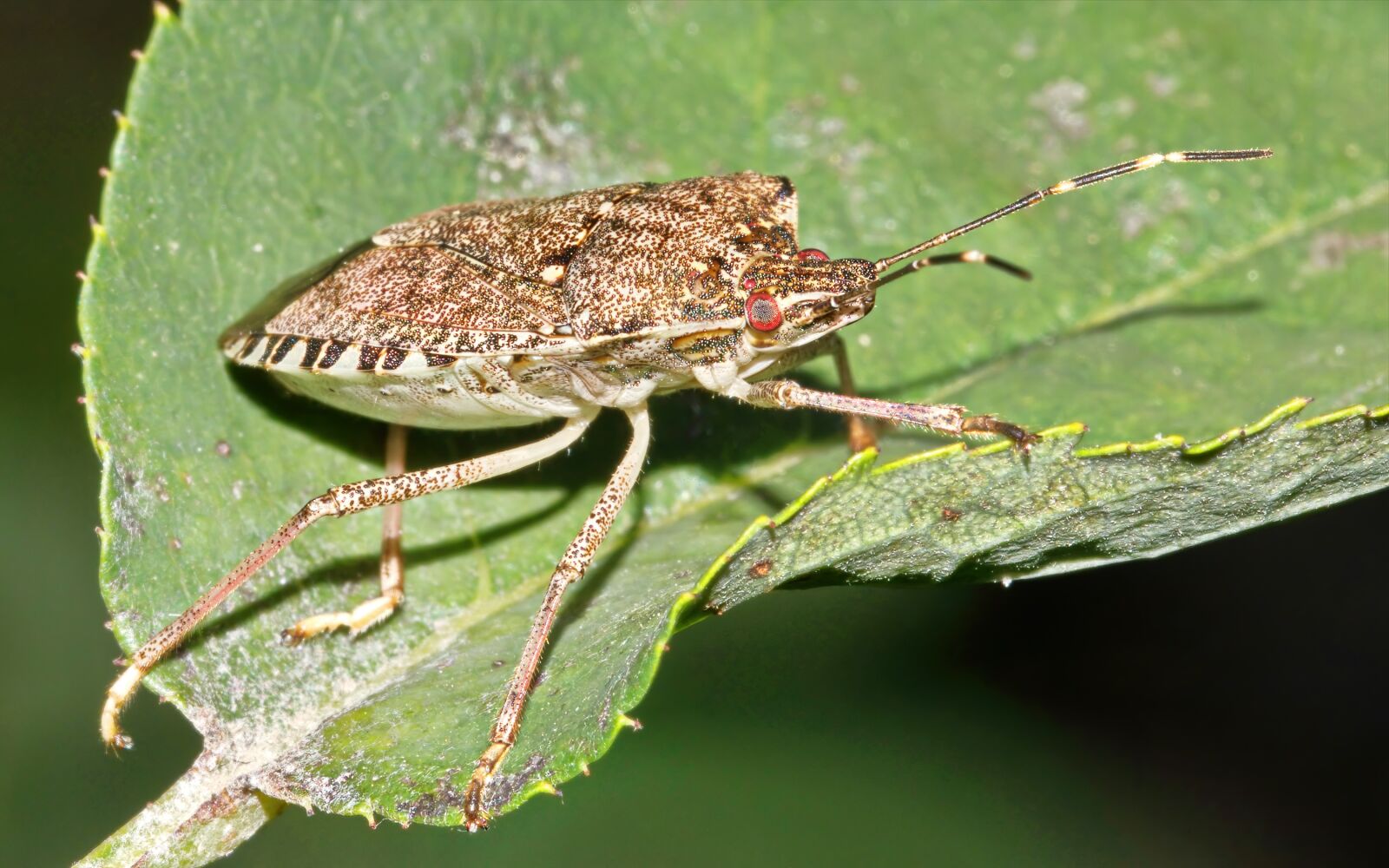 Nikon D5300 sample photo. Bug, lazy, going photography
