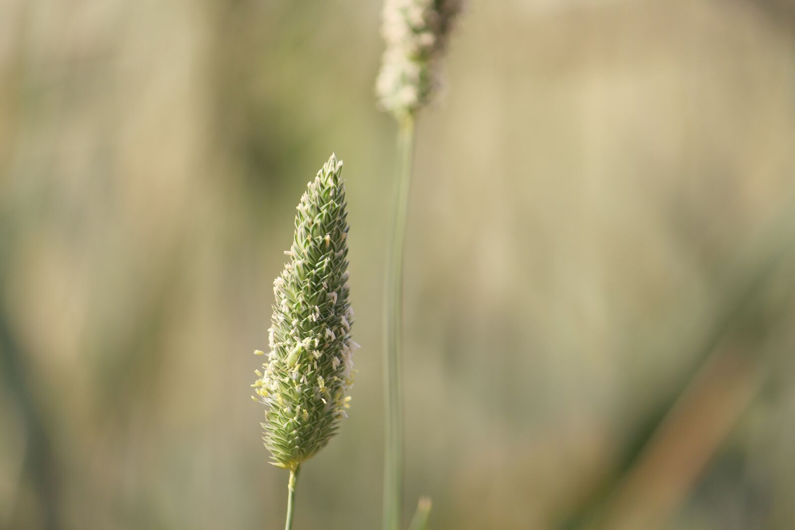 Canon EOS 700D (EOS Rebel T5i / EOS Kiss X7i) sample photo. Nature, outdoors, flower photography