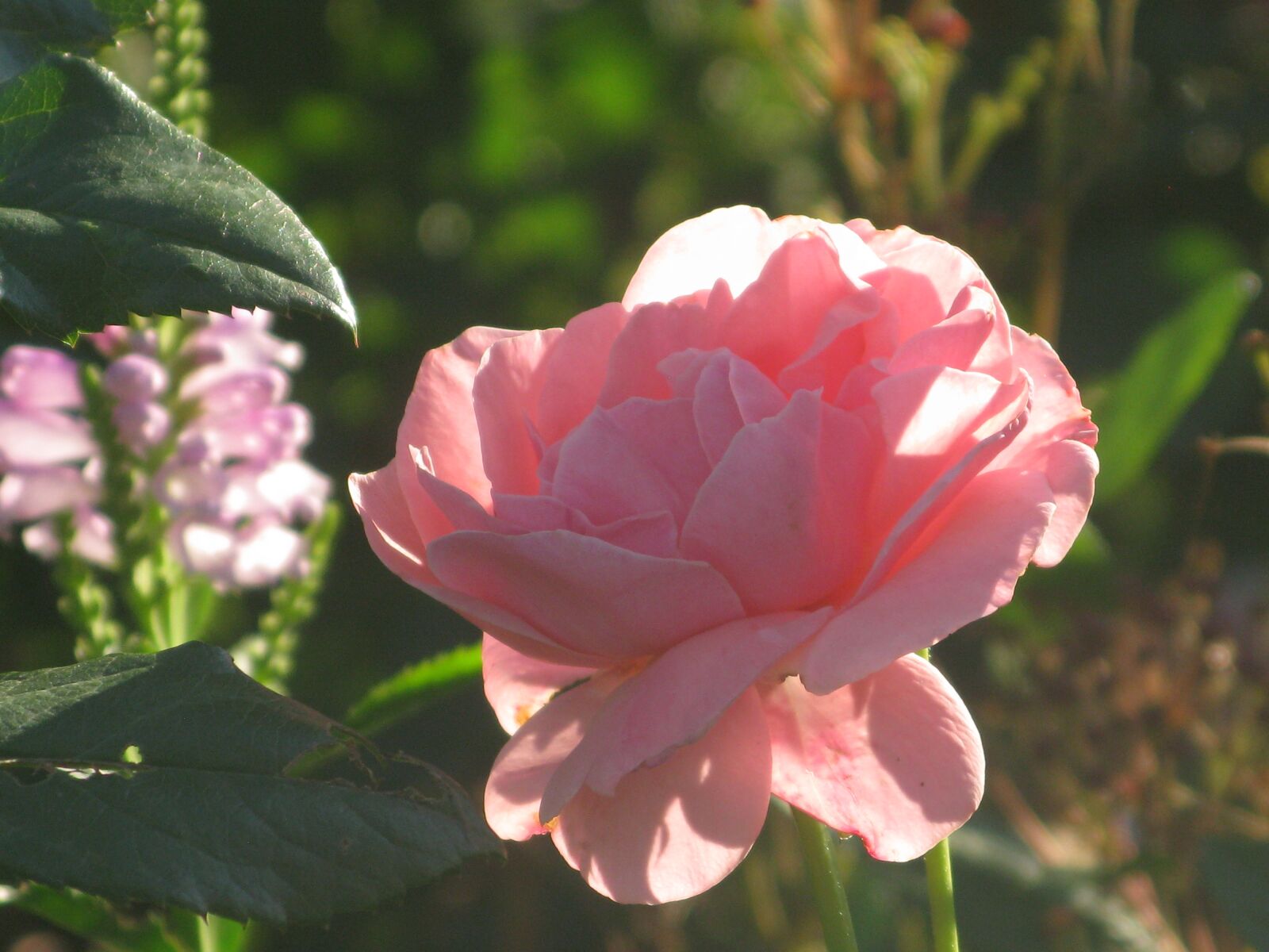 Canon POWERSHOT G9 sample photo. Rose, rose bloom, pink photography
