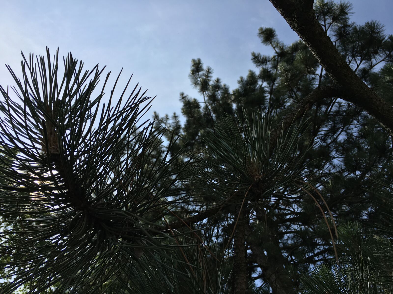 Apple iPhone 6s sample photo. Conifer, coniferous, trees photography
