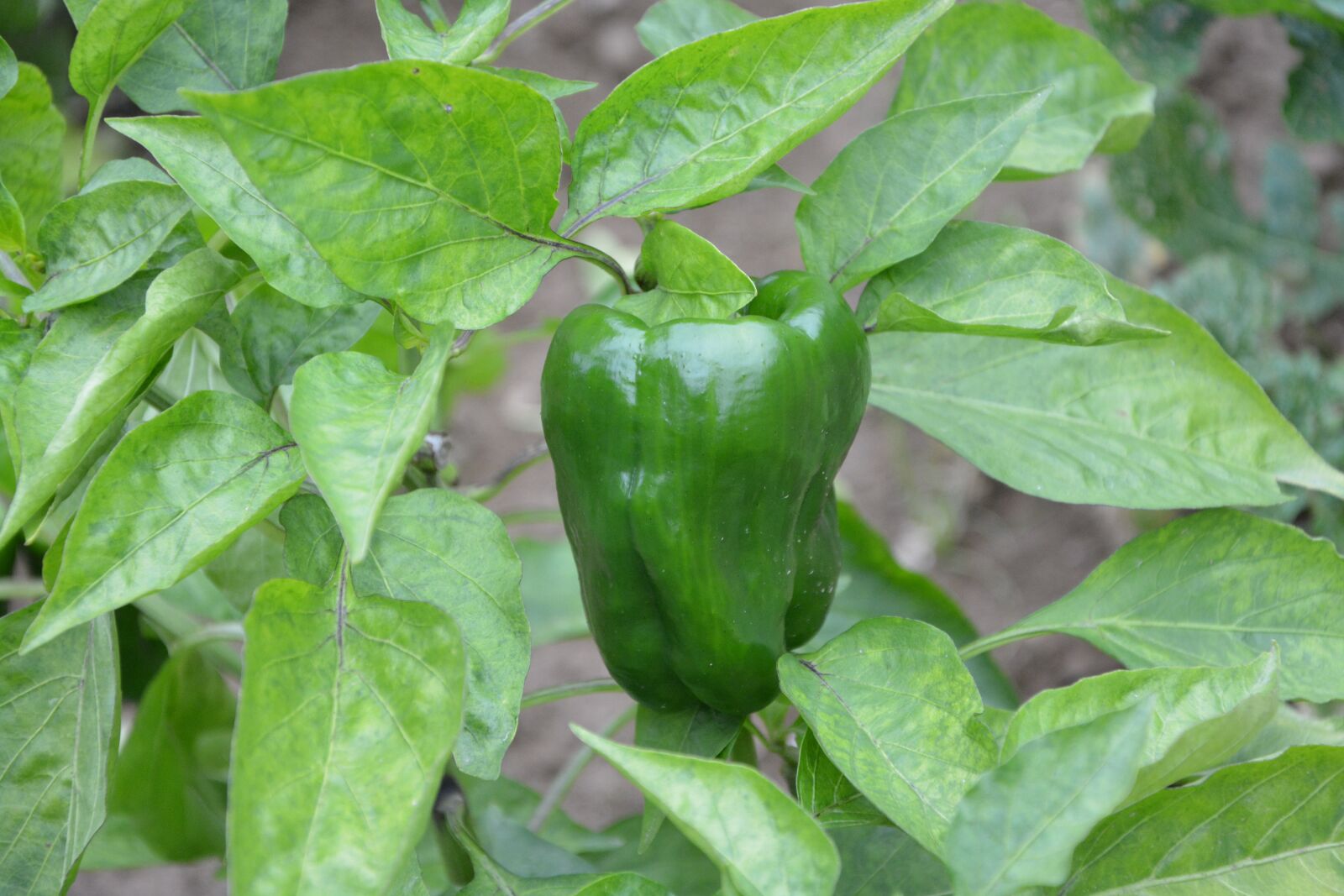 Nikon D5200 sample photo. Green pepper, vegetables, green photography