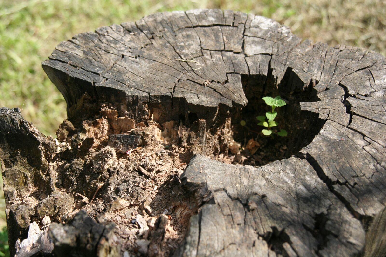 Canon EOS 350D (EOS Digital Rebel XT / EOS Kiss Digital N) sample photo. Nature, trunk, tree photography