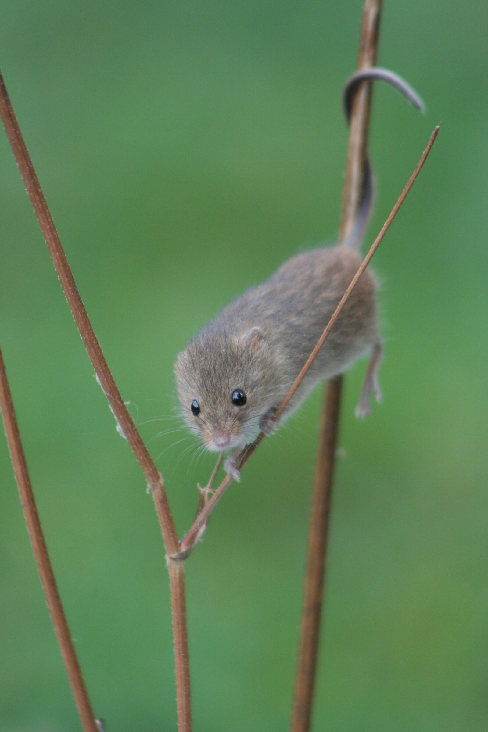Canon EOS 350D (EOS Digital Rebel XT / EOS Kiss Digital N) sample photo. Mouse, mammal, field mouse photography