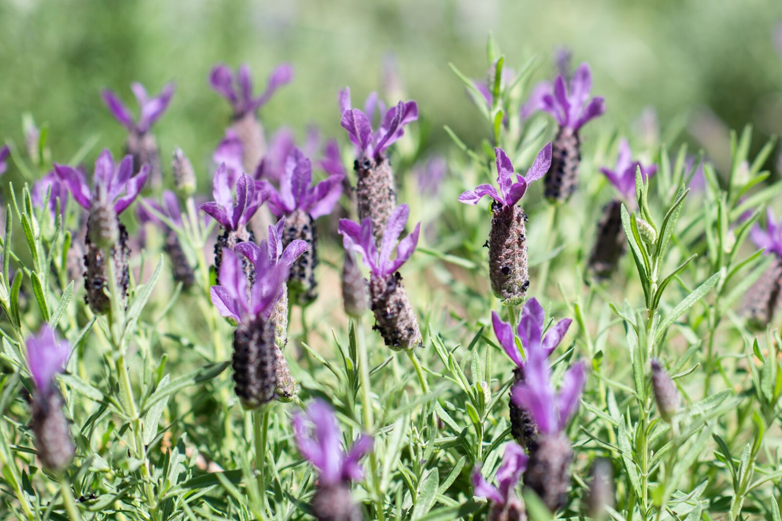 Nikon D750 sample photo. Lavender, lavandula, flowers photography