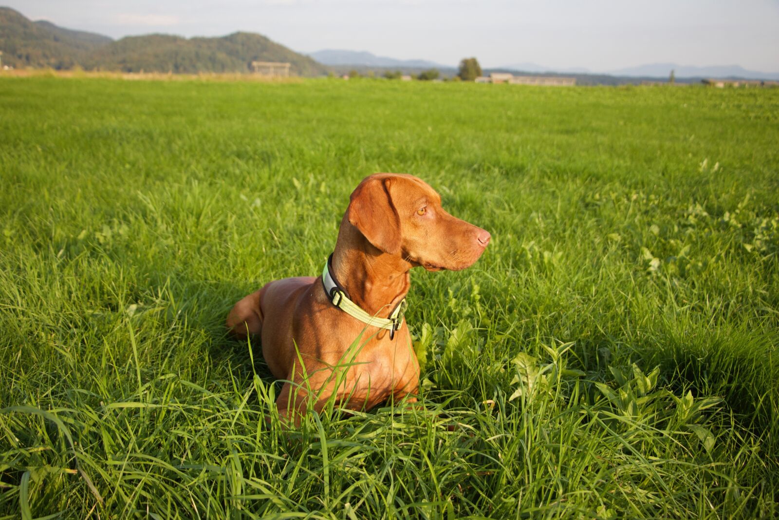 Canon EOS 700D (EOS Rebel T5i / EOS Kiss X7i) sample photo. Vizsla, dog, animal photography