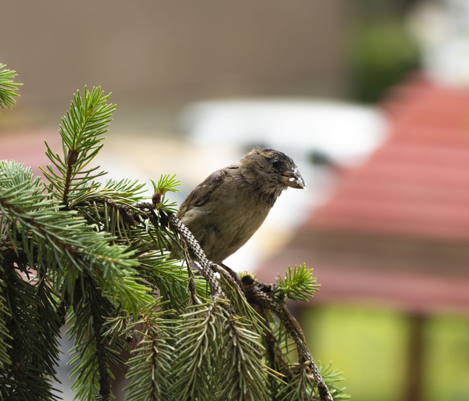 Sony a6400 sample photo. Bird, small, feather photography