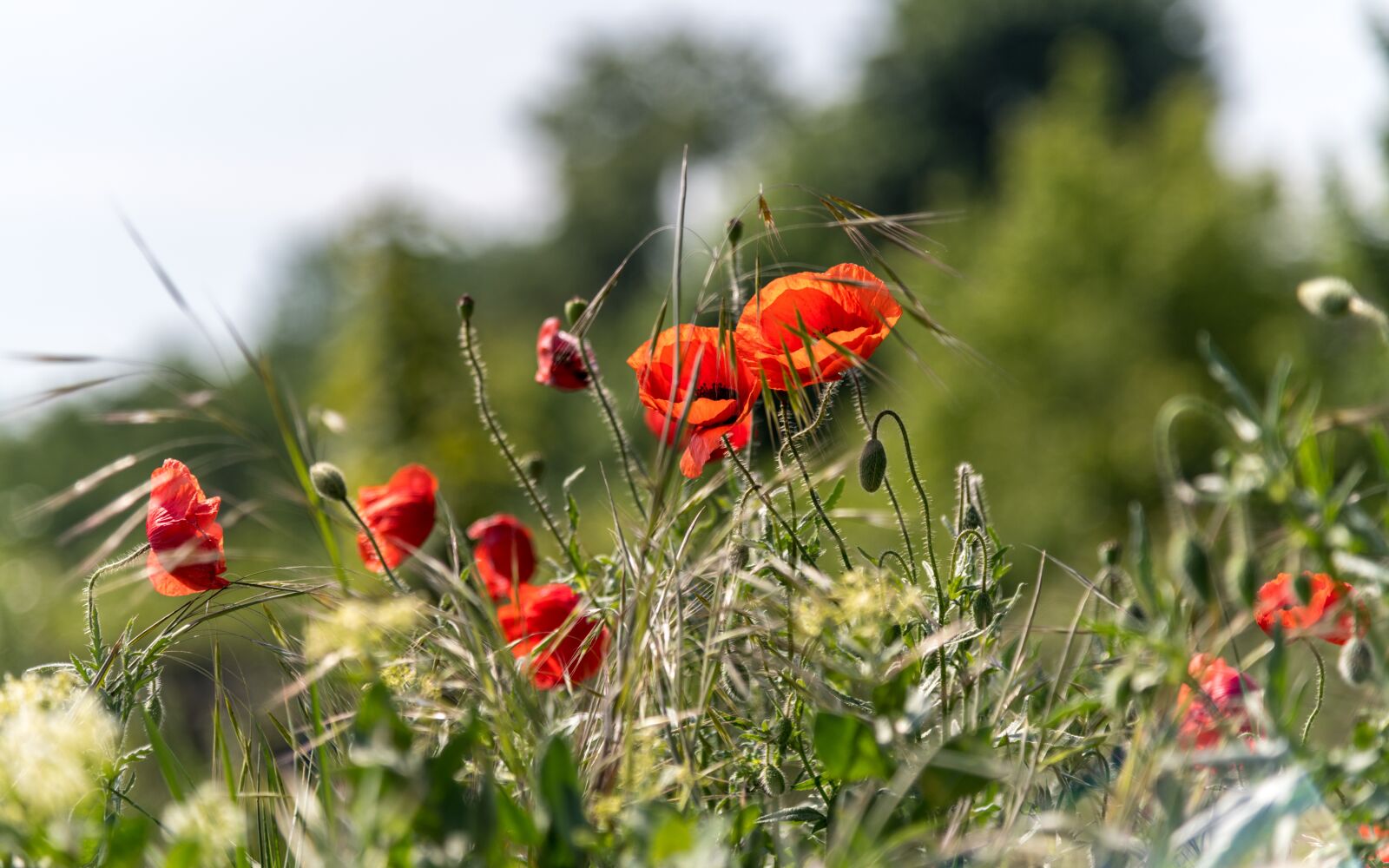 Nikon D850 sample photo. Wolf mak, poppy, flower photography