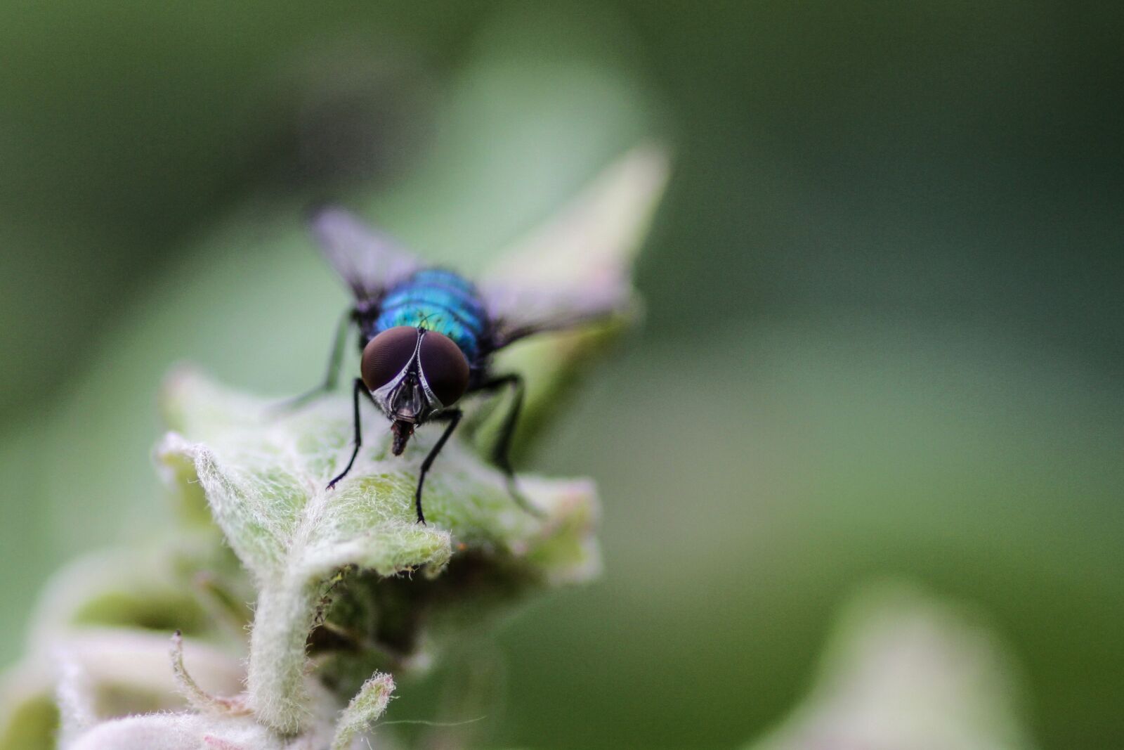 Canon EOS 50D sample photo. Fly, macro, insect photography