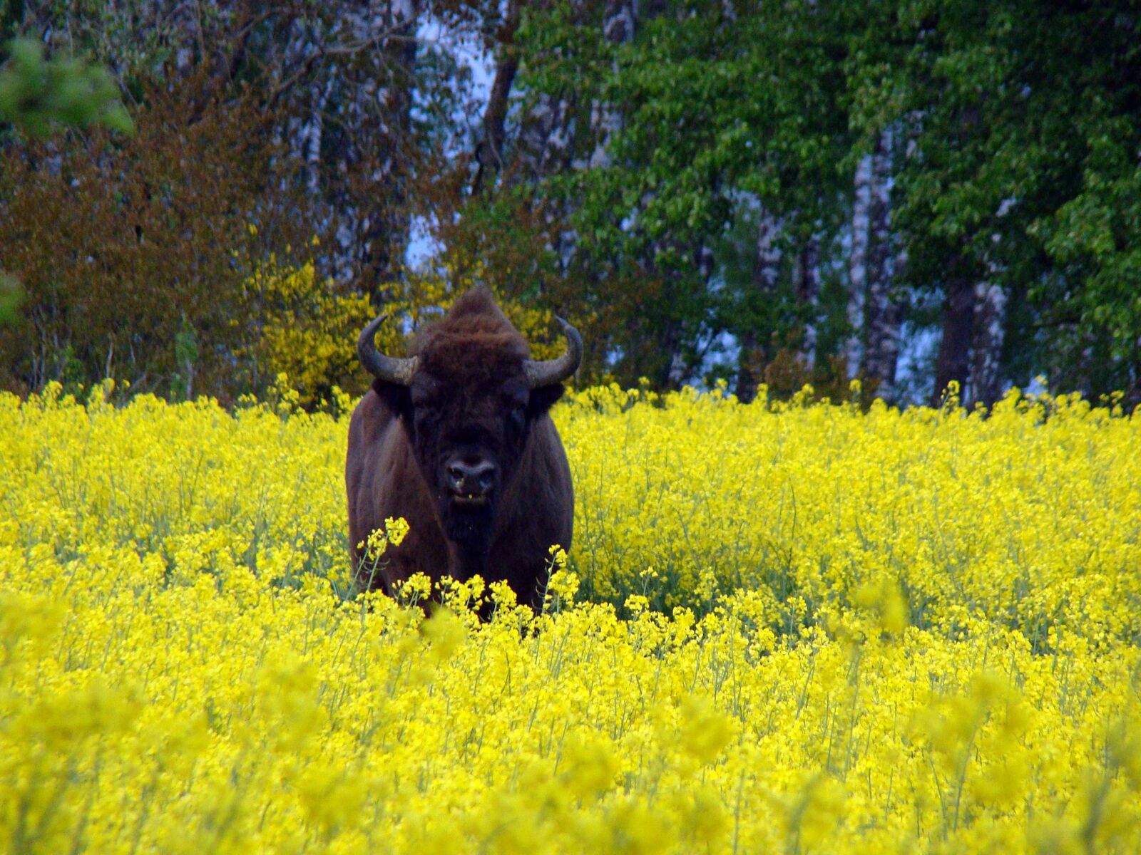 Sony Cyber-shot DSC-H50 sample photo. Bison, animals, wild photography