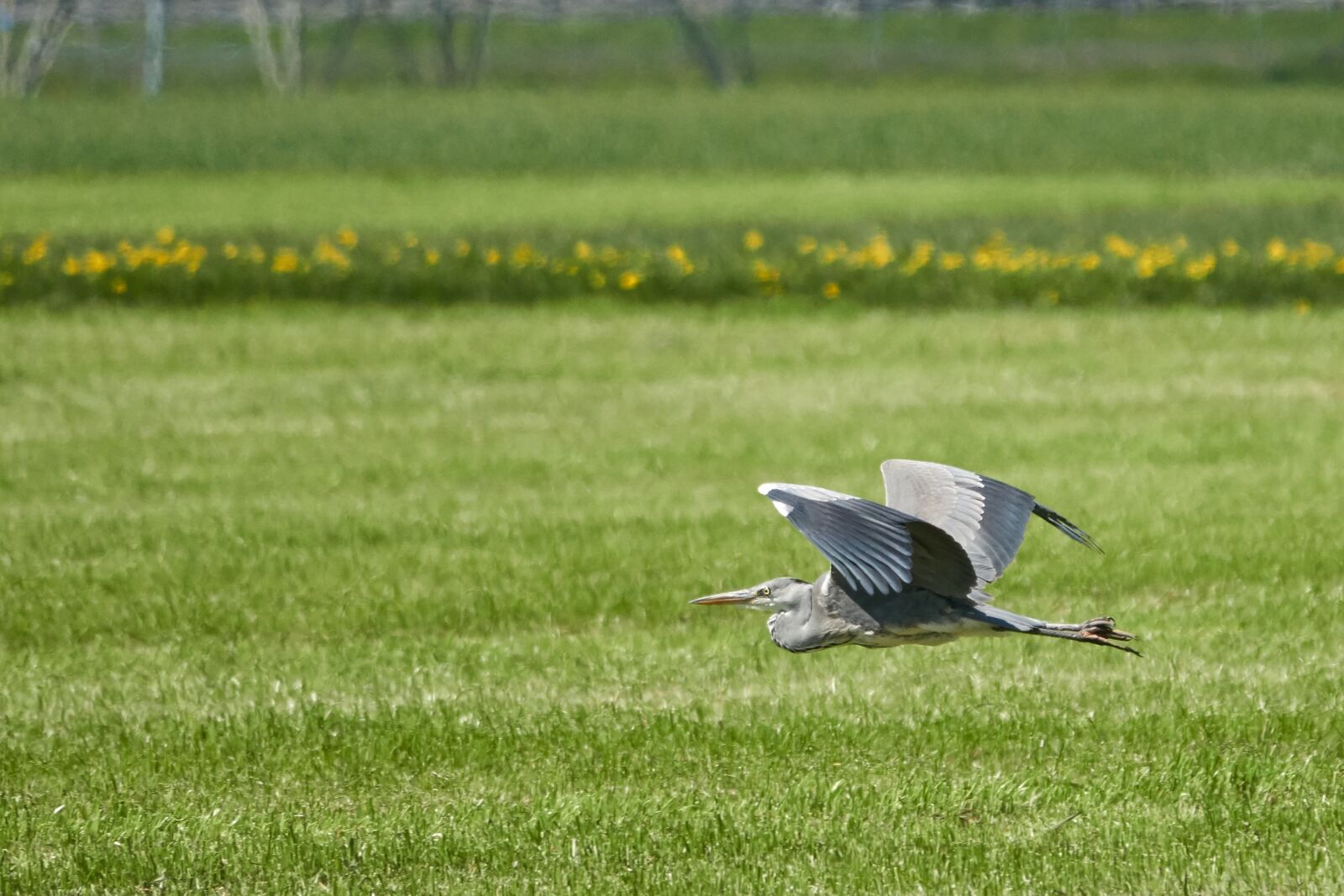 Sony Cyber-shot DSC-RX10 IV sample photo. Grauerehr, bird, grey photography