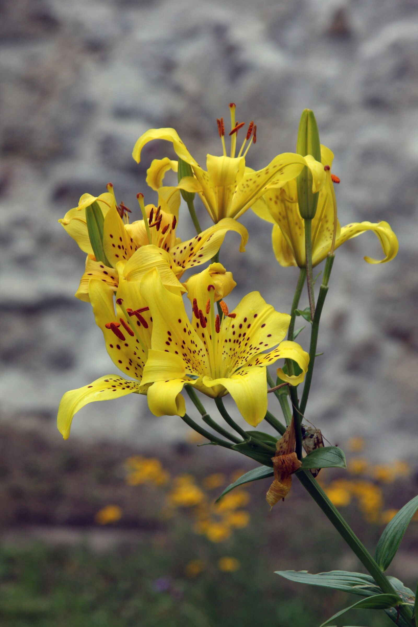 Canon EOS 40D sample photo. Nature, plant, flower photography