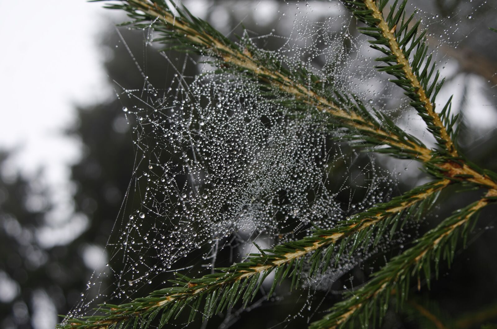 Nikon D7000 sample photo. Web, the morning dew photography