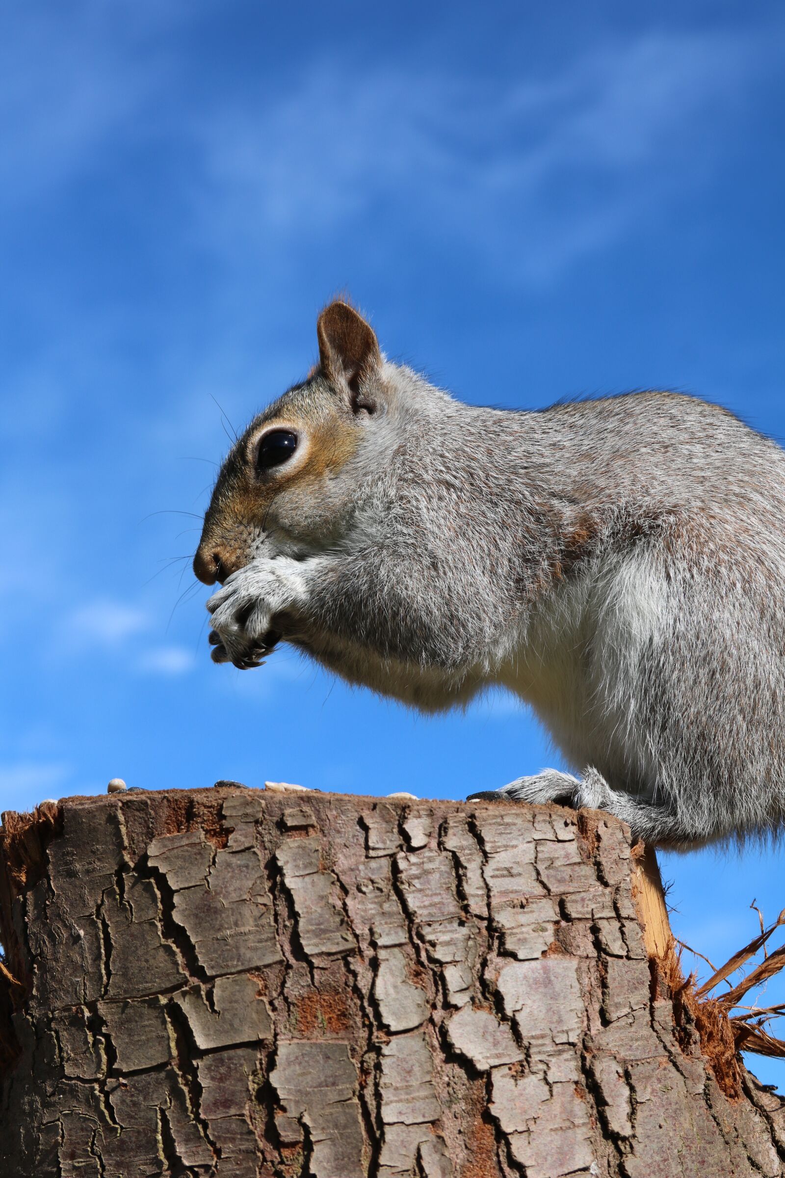 Canon EOS 750D (EOS Rebel T6i / EOS Kiss X8i) + Canon EF 28-135mm F3.5-5.6 IS USM sample photo. Squirrel, grey squirrel, feeding photography