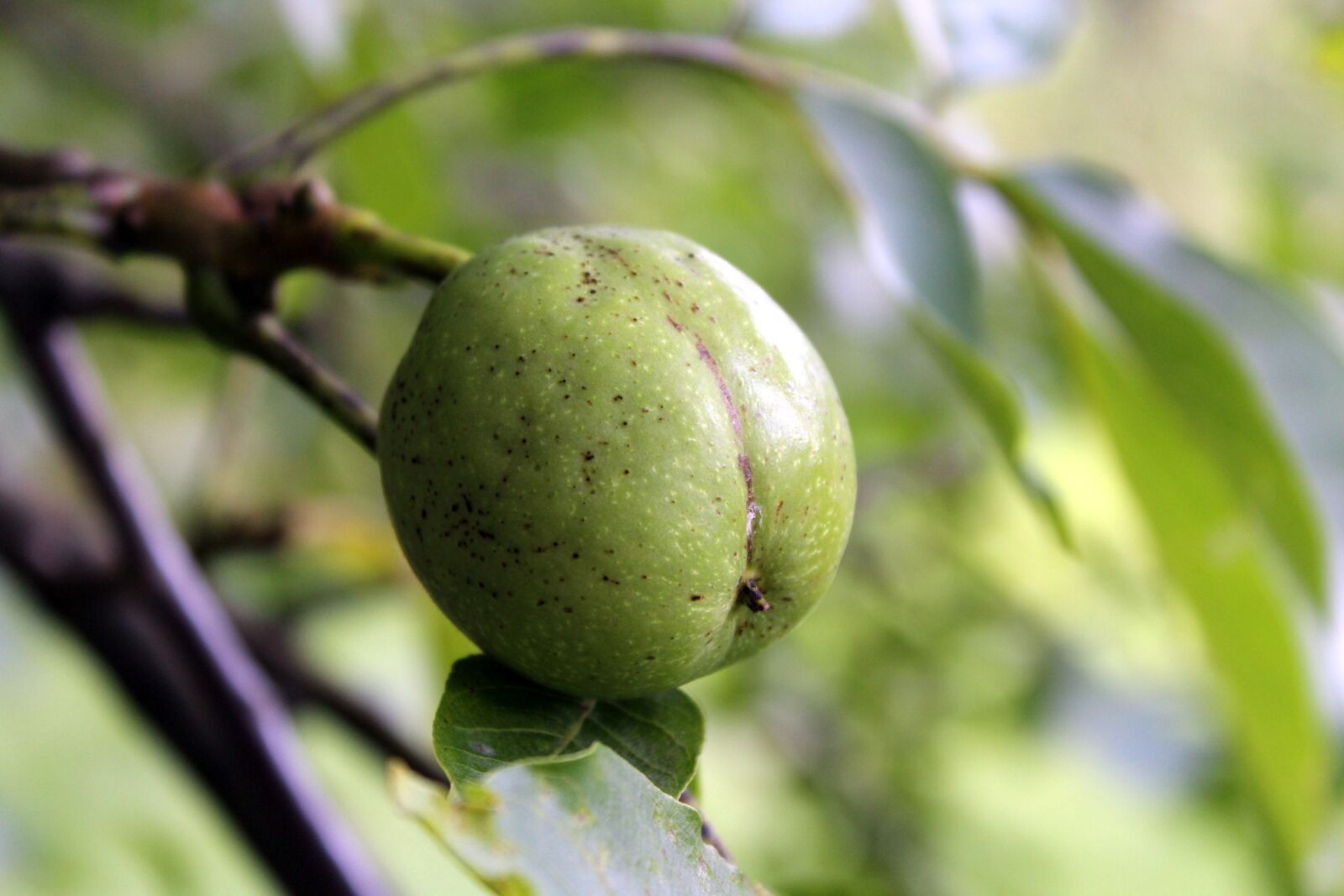 Canon EOS 1200D (EOS Rebel T5 / EOS Kiss X70 / EOS Hi) sample photo. Walnut, tree, fruit photography