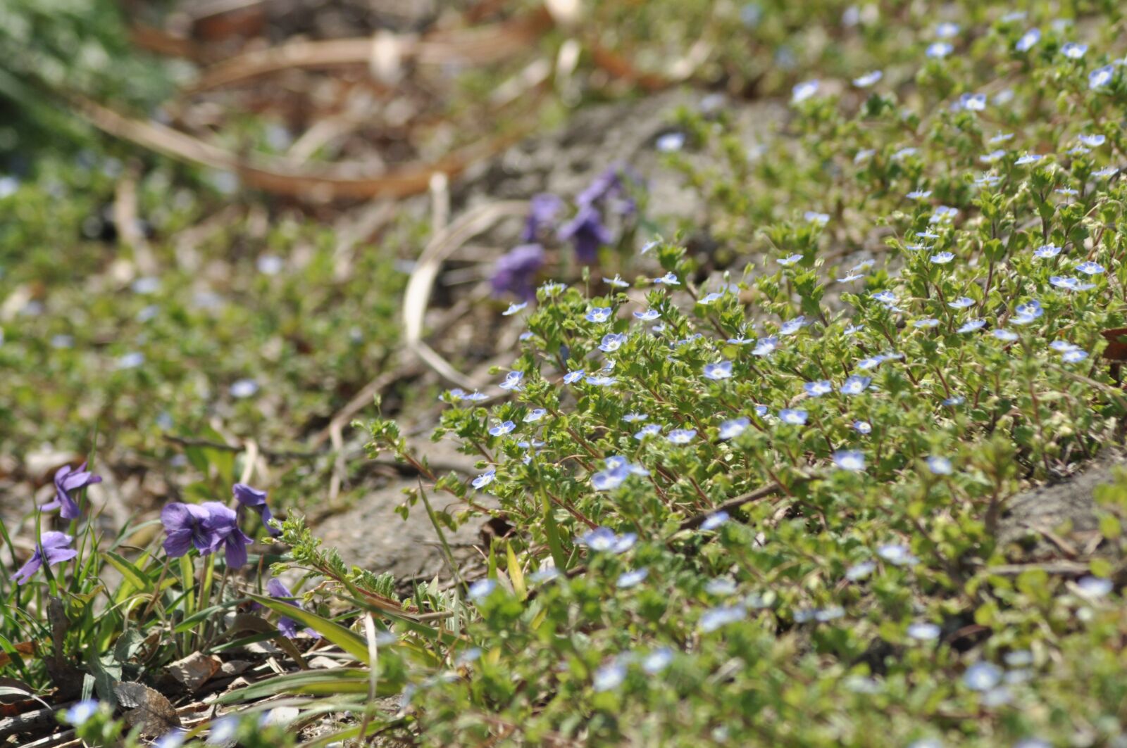 Nikon D90 sample photo. Flowers, spring, garden photography