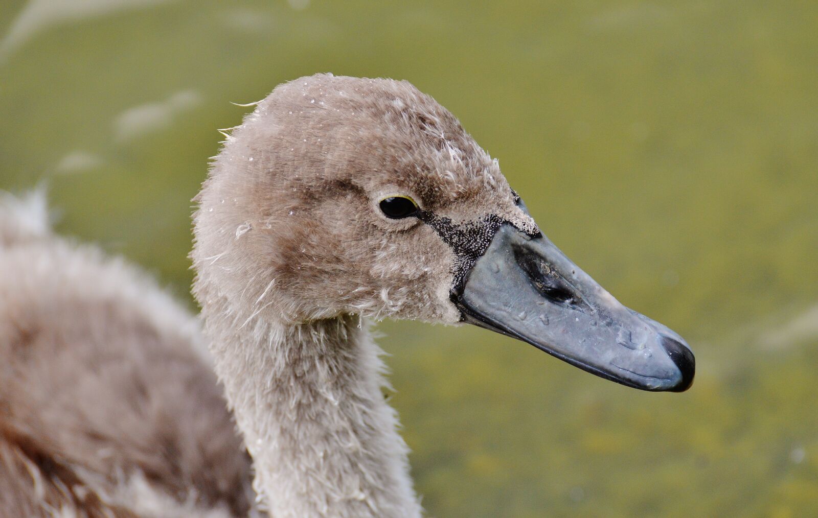 Nikon D3200 sample photo. Swan, young animal, bird photography