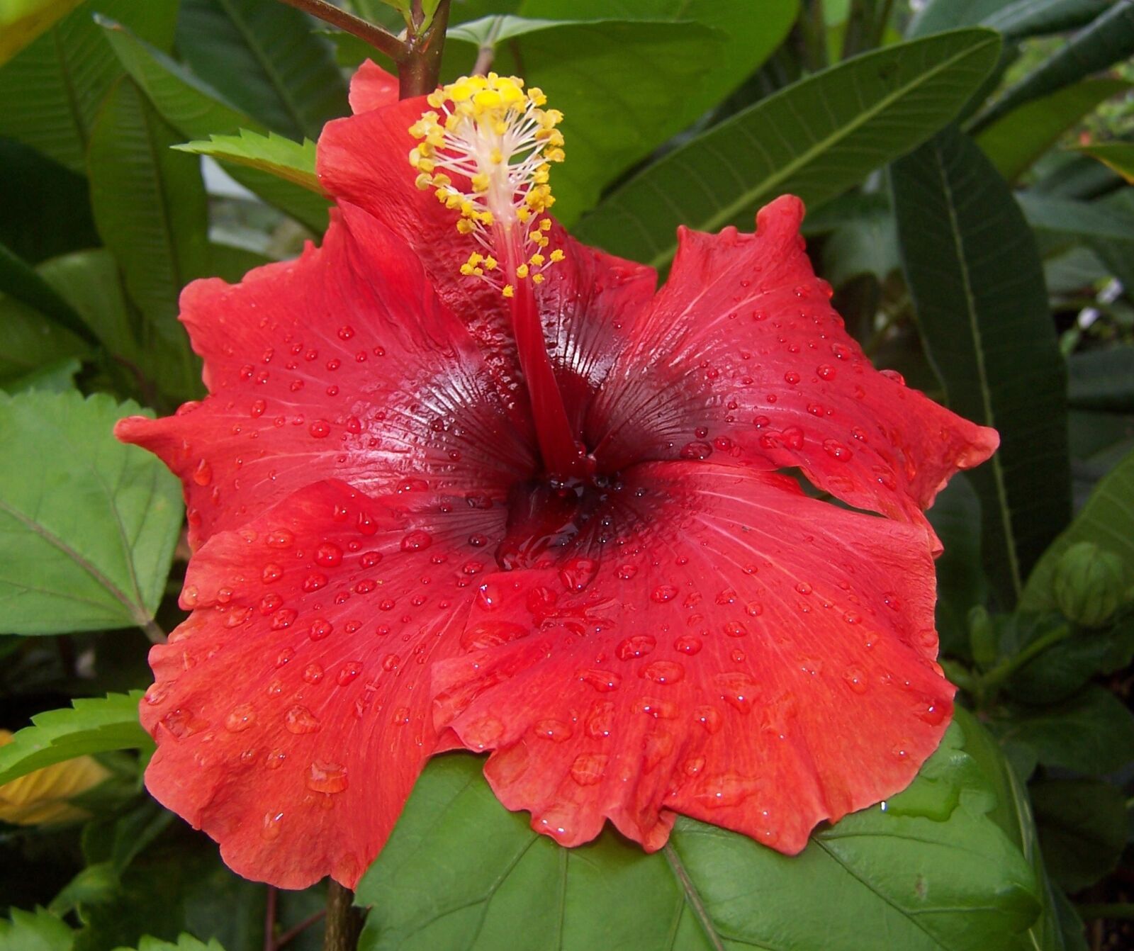 Kodak DX6490 ZOOM DIGITAL CAMERA sample photo. Hibiscus, flower, hybrid photography