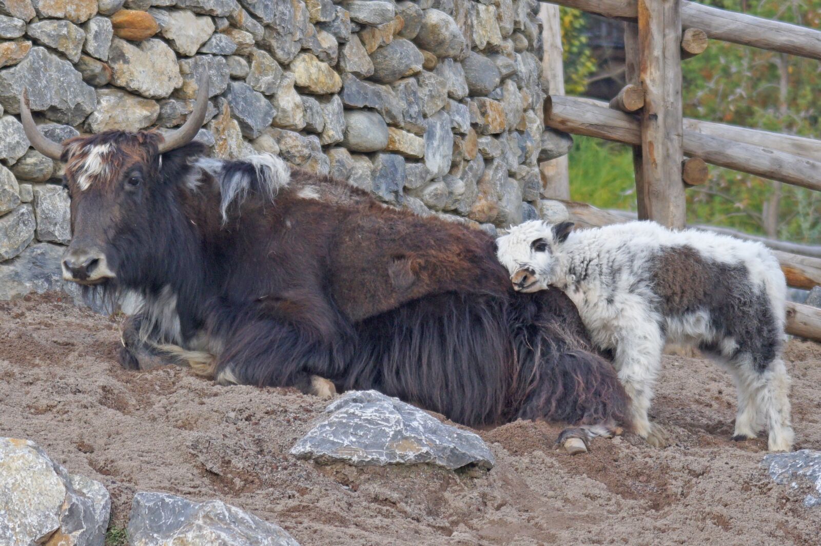 Sony ILCA-77M2 + Sony 70-400mm F4-5.6 G SSM sample photo. Yak, mongolia, beef photography